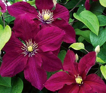 A species of Clematis called Rebecca, has velvety maroon flowers with a thin creamy-yellow stamens at their center over a green leaves and flower buds.