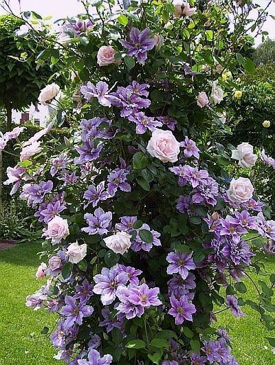 Combination of climbing white paled-pink Roses and Purple Clematis with yellow stamens over a vine of leaves.