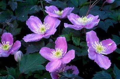 Clematis montana RHS advice amp tips on garden amp indoor plants Plant finder