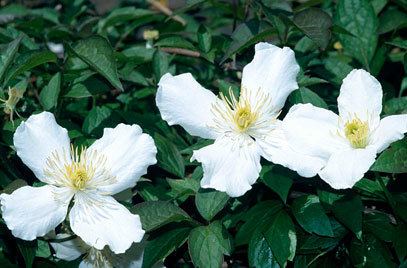 Clematis montana RHS advice amp tips on garden amp indoor plants Plant finder