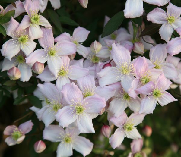 Clematis montana Buy clematis group 1 Clematis montana var rubens 39Pink Perfection