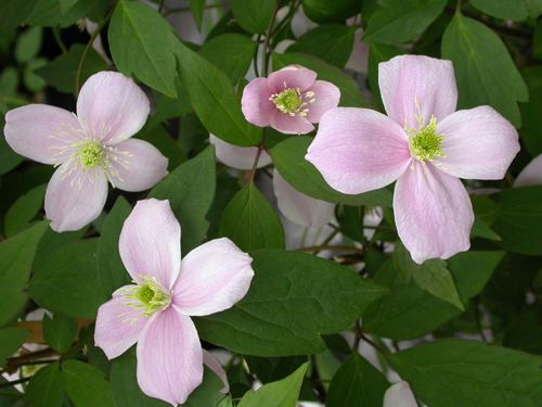 Clematis montana wwwgreatplantpicksorgimagesclematismontanael