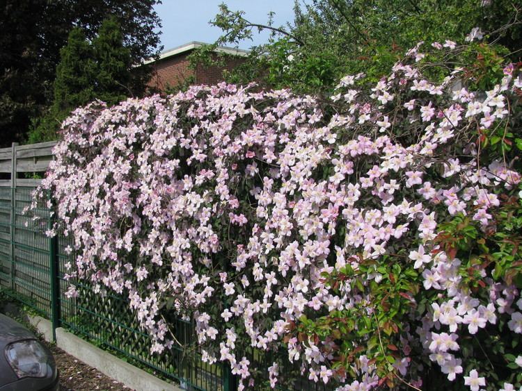 Clematis montana 42 Clematis montana Larc316 blog of Lucia