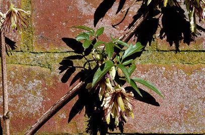 Clematis napaulensis httpsappsrhsorgukplantselectorimagesdetail