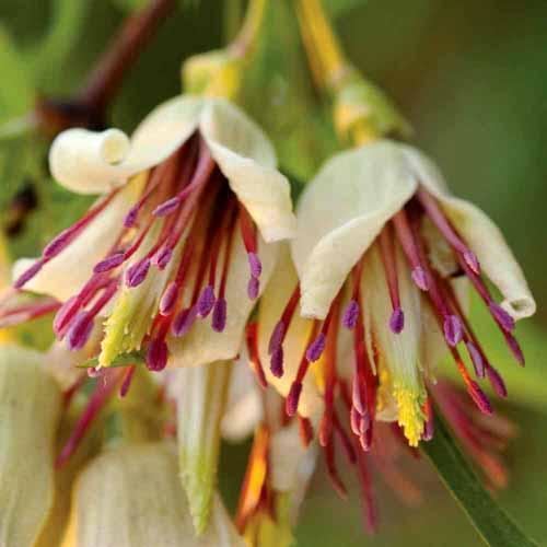 Clematis napaulensis CLEMATIS NAPAULENSIS SEEDS