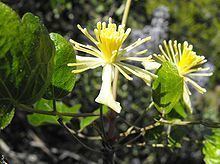 Clematis pauciflora httpsuploadwikimediaorgwikipediacommonsthu
