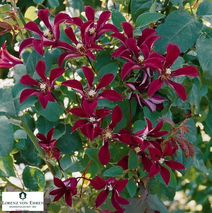 Clematis texensis 1000 ideas about Clematis Texensis on Pinterest Clematis