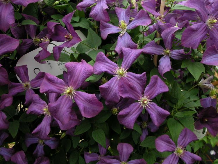 Clematis viticella Clematis viticella group wwwclematisbe