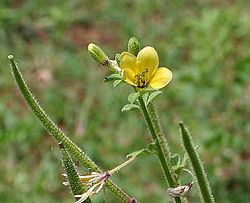 Cleomaceae httpsuploadwikimediaorgwikipediacommonsthu