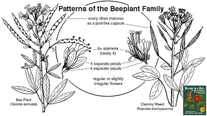 Cleomaceae Cleomaceae Beeplant Family Identify plants and flowers