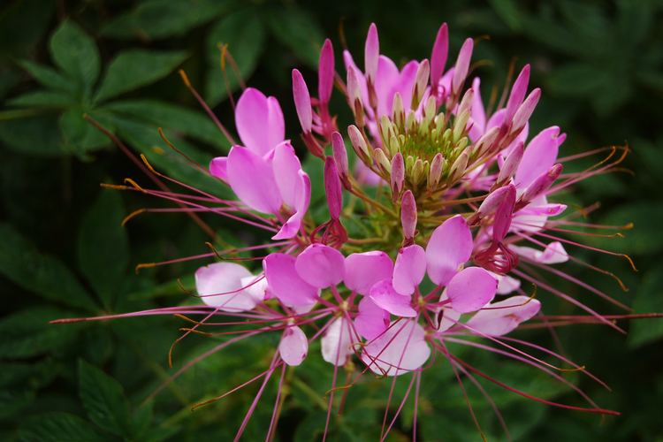 Cleome Cleome A Guide To Growing This Conkers Bonkers Flower Higgledy