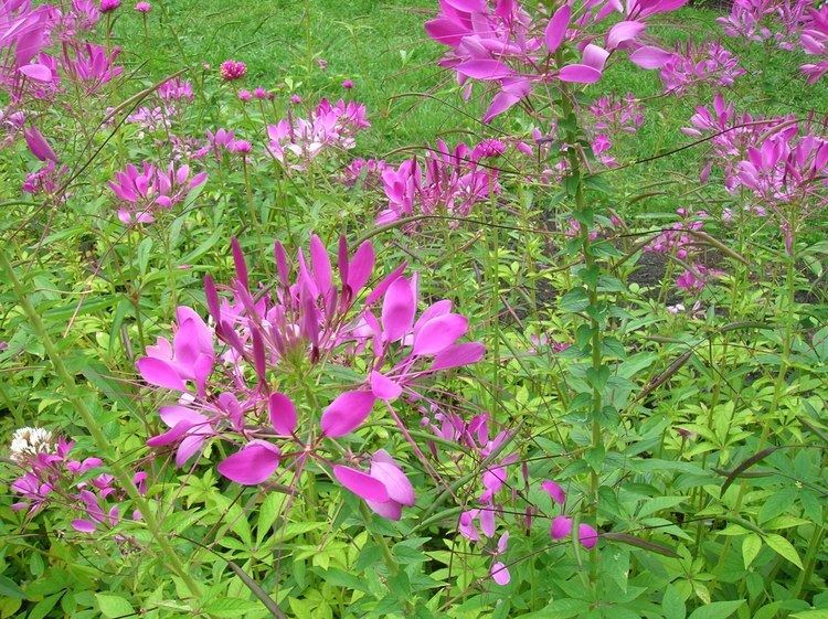 Cleome How to Grow Cleome gardening cleome growing cleome annual flower