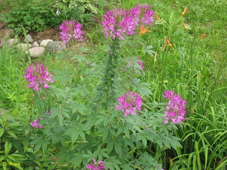 Cleome hassleriana Online Plant Guide Cleome hassleriana Cleome