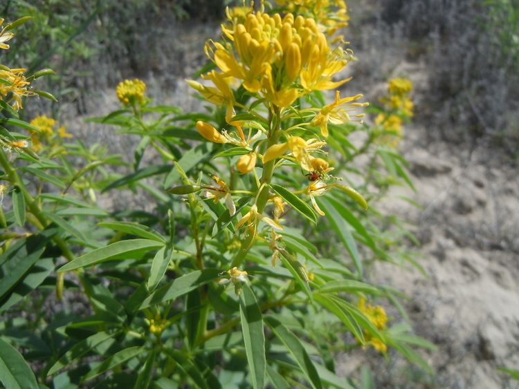 Cleome lutea FileCleome lutea 5008719456jpg Wikimedia Commons