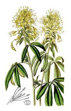 Cleome lutea httpsuploadwikimediaorgwikipediacommonsthu