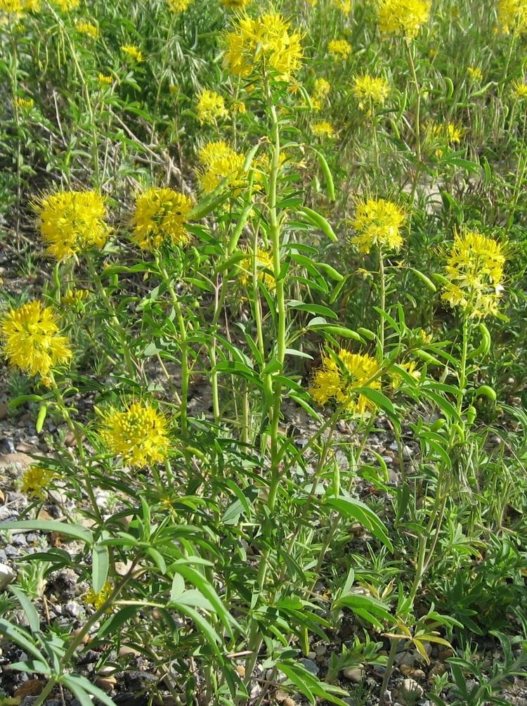 Cleome lutea Stevenson Intermountain Seed Cleome lutea