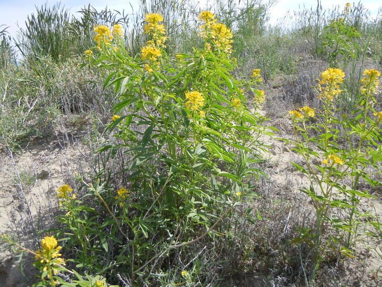 Cleome lutea FileCleome lutea 5008112765jpg Wikimedia Commons