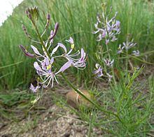Cleome maculata httpsuploadwikimediaorgwikipediacommonsthu