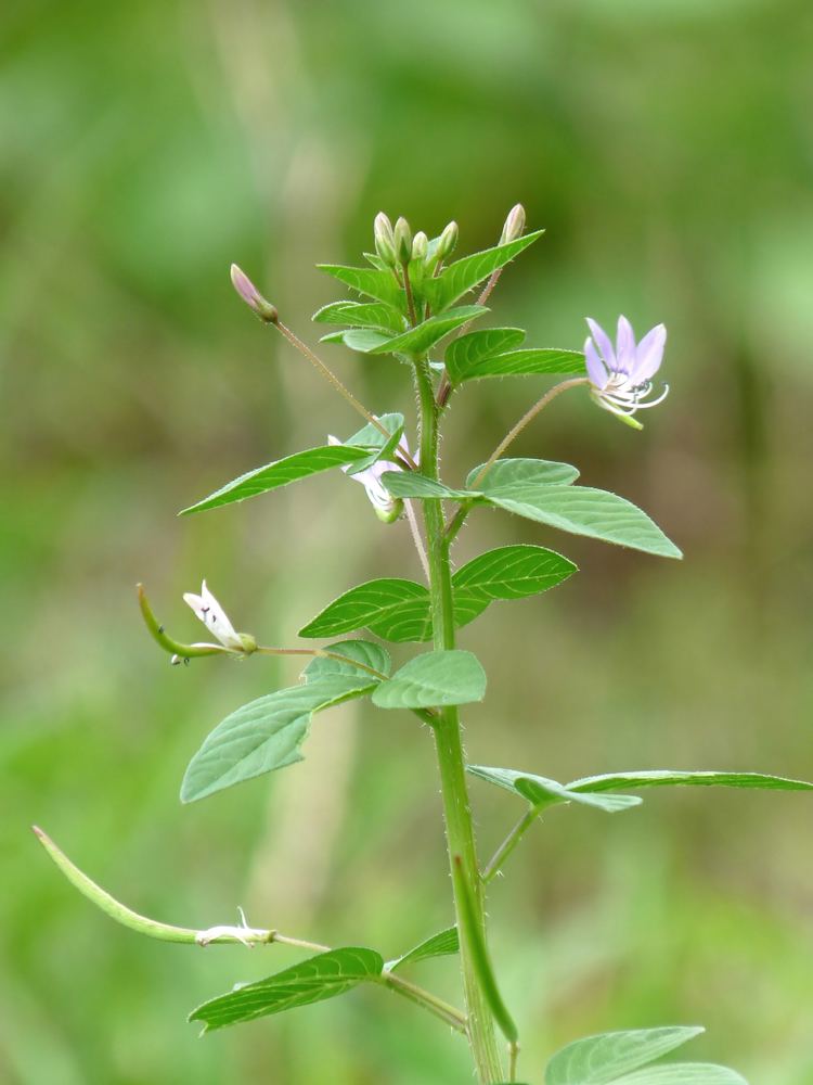 Cleome rutidosperma httpsuploadwikimediaorgwikipediacommonsbb