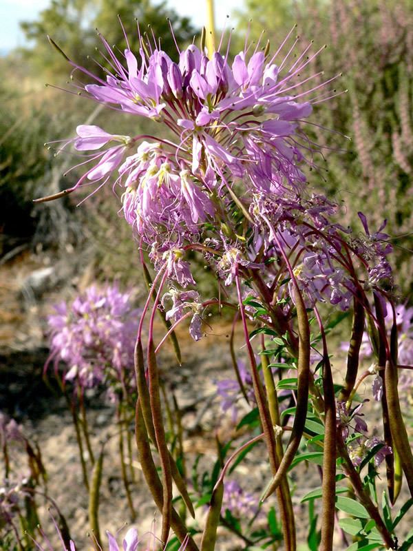 Cleome serrulata Rocky Mountain Bee Plant