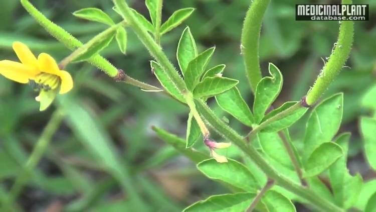 Cleome viscosa Cleome viscosa YouTube