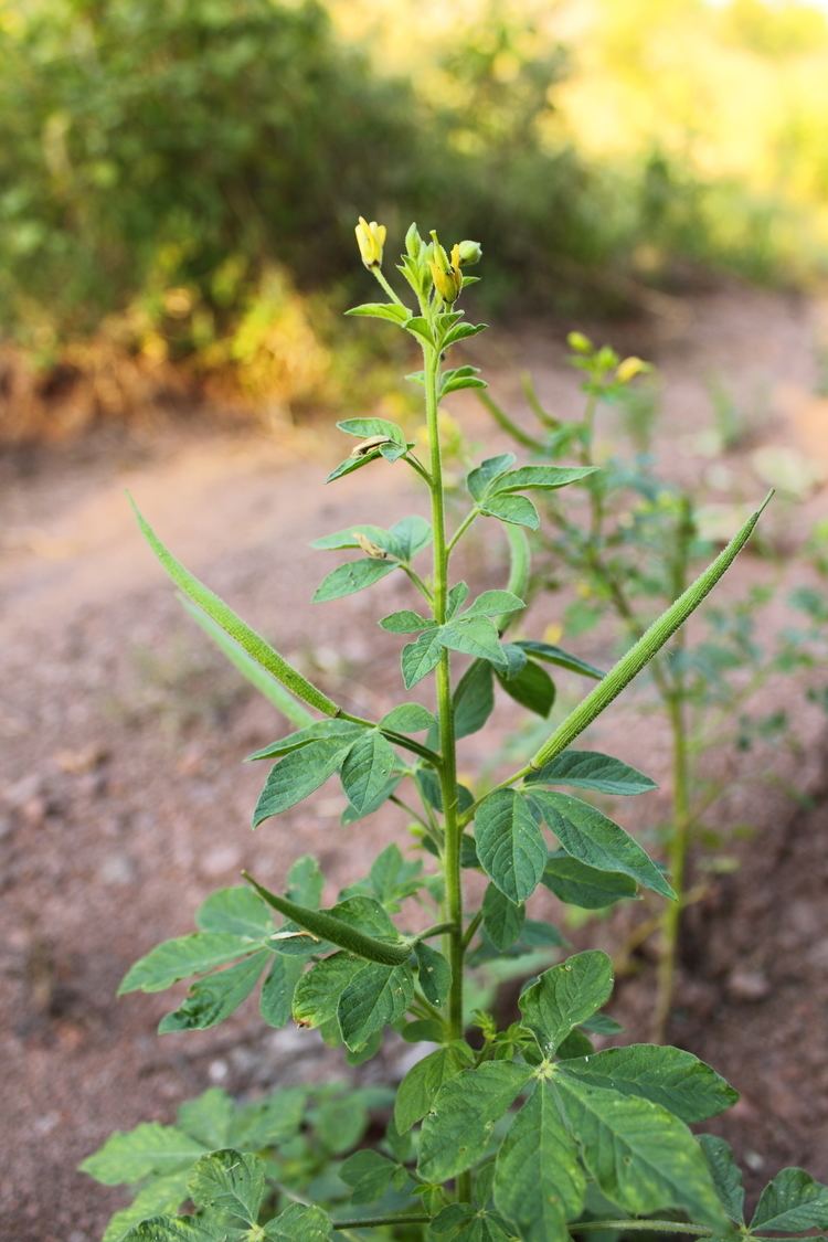 Cleome viscosa FileCleome viscosa in JiangxiJPG Wikimedia Commons