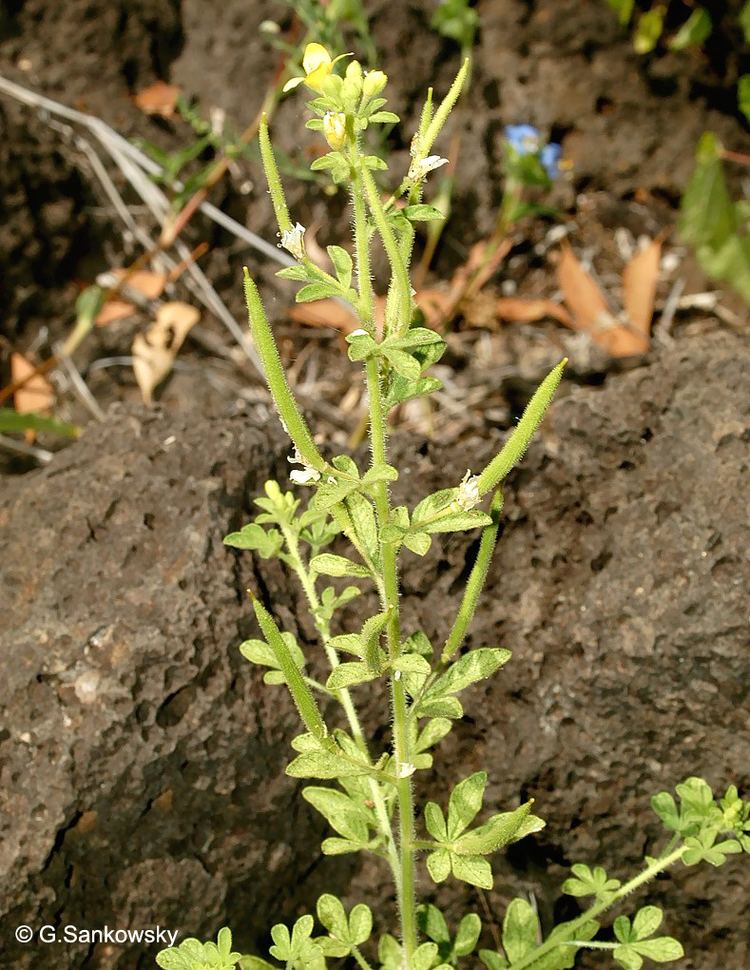 Cleome viscosa Factsheet Cleome viscosa