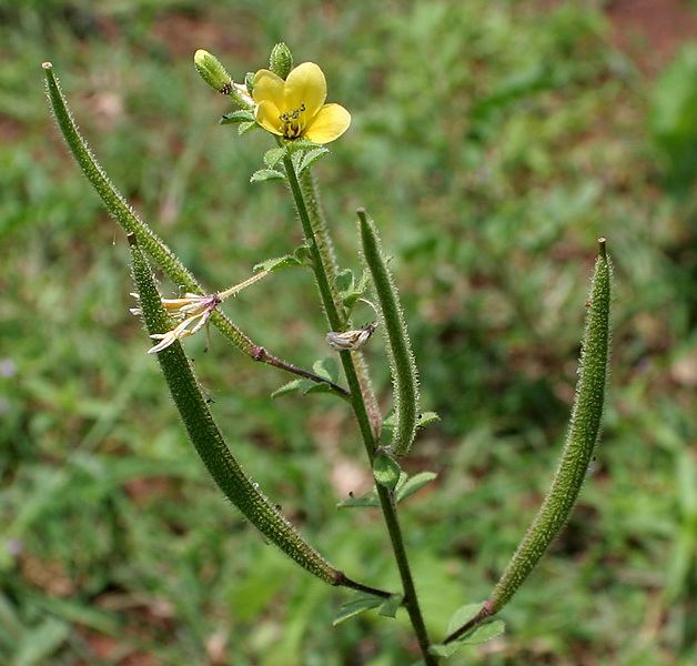 Cleome viscosa Cleome viscosa Wikipedia la enciclopedia libre