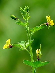 Cleome viscosa httpsuploadwikimediaorgwikipediacommonsthu