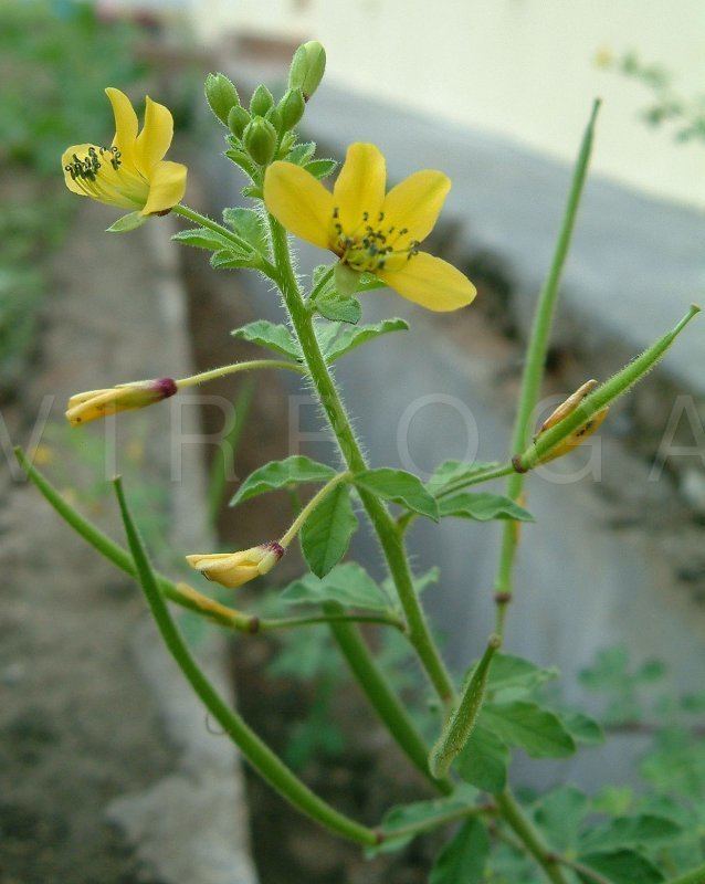 Cleome viscosa VIRBOGA Cleome viscosa