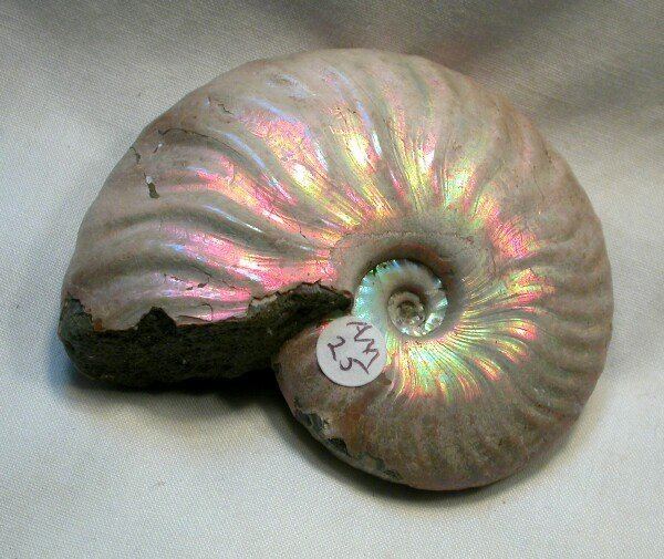 Cleoniceras Cleoniceras Ammonite