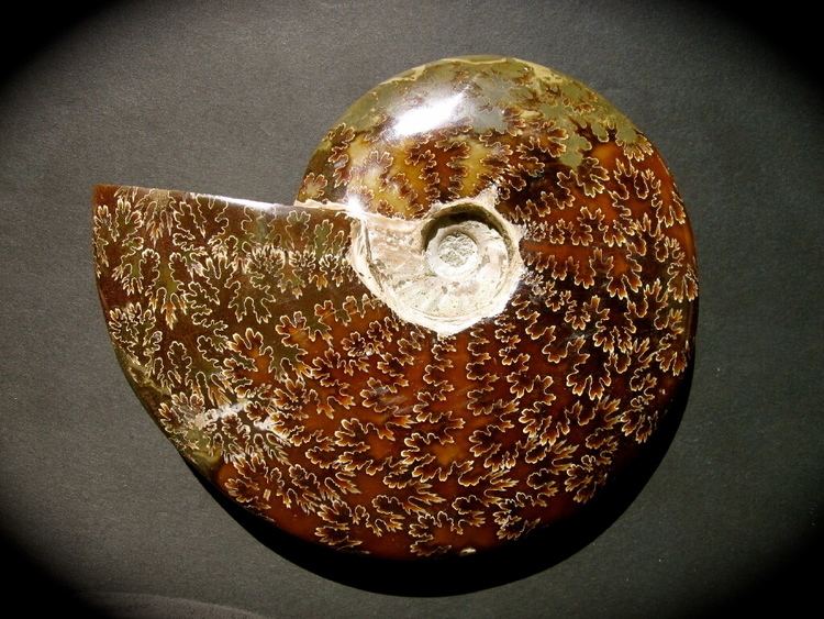 Cleoniceras Cleoniceras Ammonites