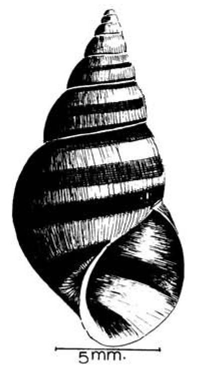 Cleopatra (gastropod)