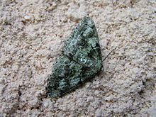 Cleorodes lichenaria httpsuploadwikimediaorgwikipediacommonsthu