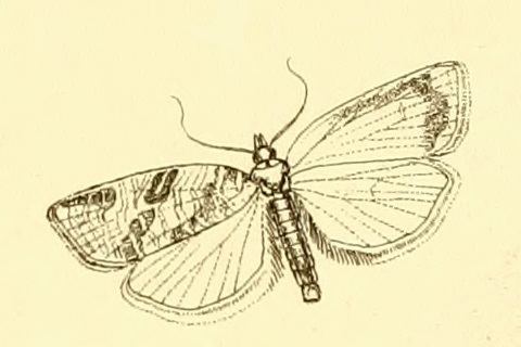 Clepsis aerosana