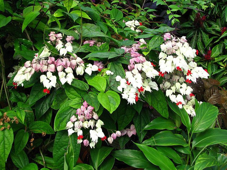 Clerodendrum Plants amp Flowers Clerodendrum thomsoniae Delectum