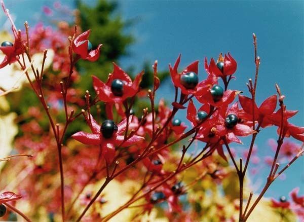 Clerodendrum Clerodendrum Wikipedia