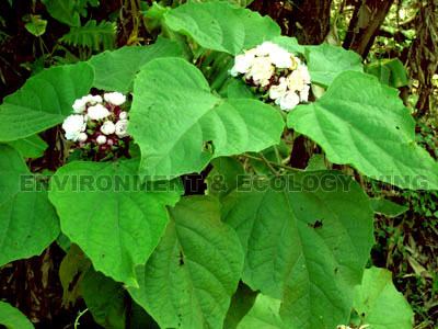 Clerodendrum colebrookianum Envis Centre Ministry of Environment amp Forest Govt of India