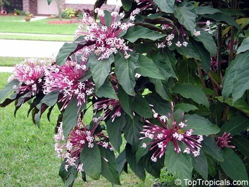Clerodendrum TopTropicalscom rare plants for home and garden