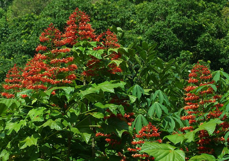 Clerodendrum paniculatum Photos of Colombia Flowers Clerodendrum paniculatum