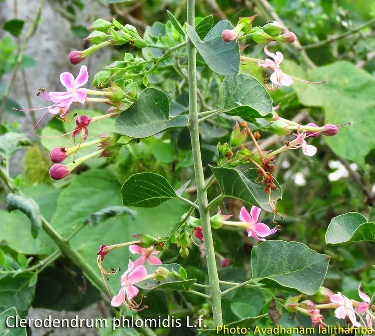 Clerodendrum phlomidis Medicinal Plants Clerodendrum phlomidis