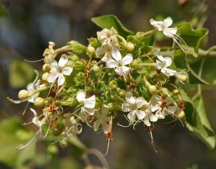 Clerodendrum phlomidis httpsuploadwikimediaorgwikipediacommonsdd