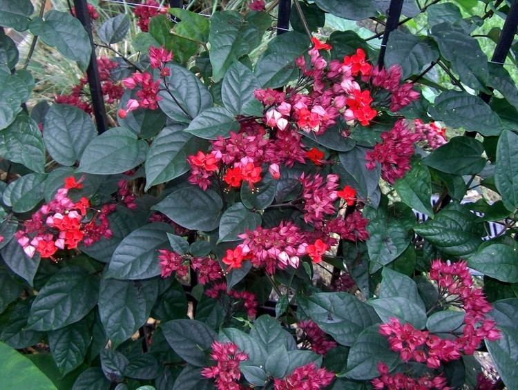 Clerodendrum splendens Online Plant Guide Clerodendrum splendens Flaming Glorybower