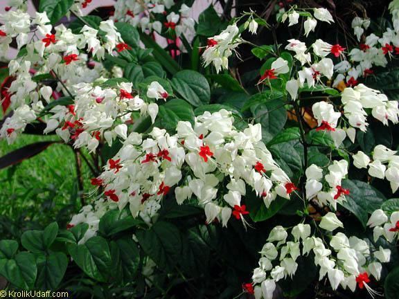 Clerodendrum thomsoniae Clerodendrum thomsoniae Bleeding heart Glory bower Clerodendron
