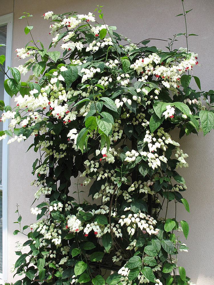 Clerodendrum thomsoniae Plants amp Flowers Clerodendrum thomsoniae Delectum