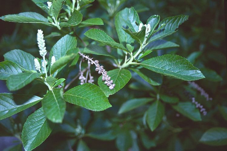 Clethra alnifolia Clethra alnifolia coastal sweetpepperbush Go Botany