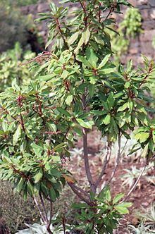 Clethra arborea httpsuploadwikimediaorgwikipediacommonsthu
