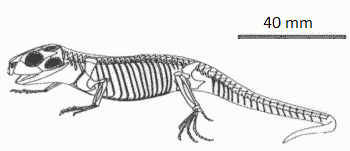 Clevosaurus Palaeos Vertebrates Sphenodontia Sphenodontidae