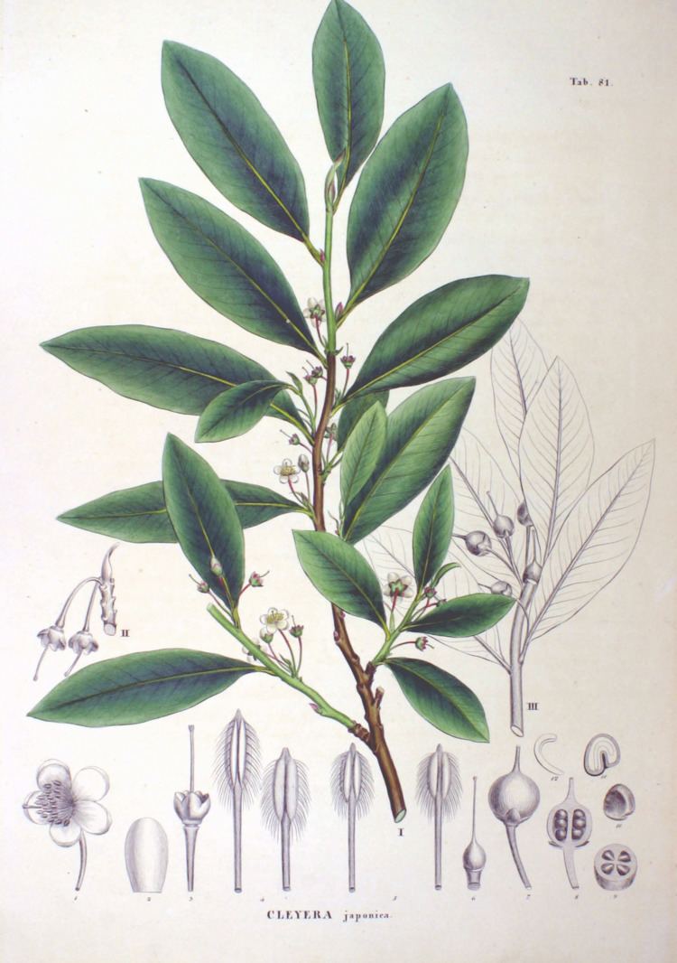 Cleyera japonica httpsuploadwikimediaorgwikipediacommonsaa