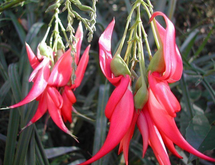 Clianthus puniceus Clianthus puniceus Parrot39s Beak